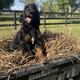 Jaxson - Phantom male Bernedoodle puppy in Ocala, Florida from Prime Time Bernedoodles