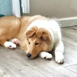 Collie Puppies from Christa McCarty Collies