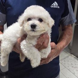 Girl 1 - White female Bichon Frise puppy in Cape Coral, Florida from Arralaine Pups