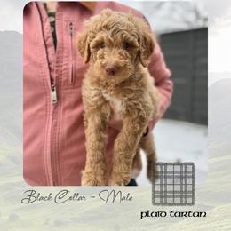 Plaid Tartan - Apricot male Goldendoodle puppy in Garland, Texas from Twilight Doodles