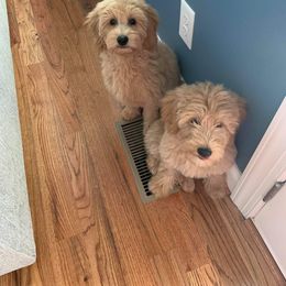 Aussiedoodle and Goldendoodle All Grown Up from Hunting Creek Kennels