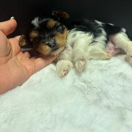 Swirl - Parti male Yorkshire Terrier puppy in Illinois from Pretty Little Yorkies