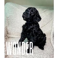 Golden Mountain Doodle Puppies from Carolina Golden Mountain Doodles