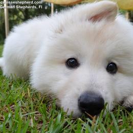 Berger Blanc Suisse and German Shepherd Puppies from Vom Hundhaus German Shepherds