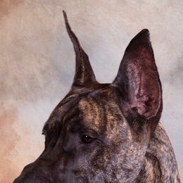 Great Danes from Teulu’s Great Danes