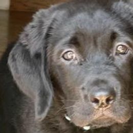 Girl 1 - Black Labrador Retriever puppy in Hutto, Texas from Texas Bluebonnet Labs