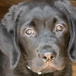 Girl 1 - Black Labrador Retriever puppy in Hutto, Texas from Texas Bluebonnet Labs