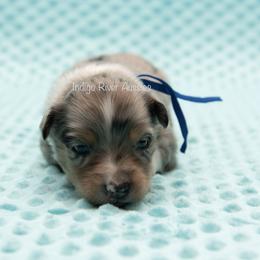 Doody - Blue Collar - Blue merle male Miniature Australian Shepherd puppy in Lacombe, Louisiana from Indigo River Toy & Mini Aussies