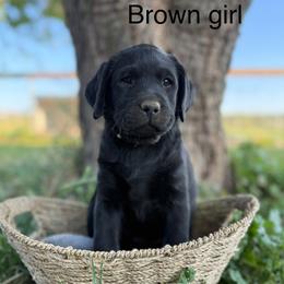 Brown Girl (Black) - Black Labrador Retriever puppy in Corning, California from Raven's Labradors
