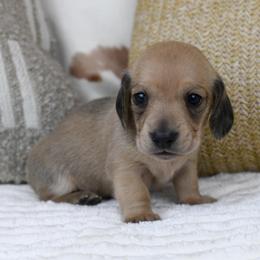 Helios - Cream male Dachshund puppy in Fredonia, Arizona from Kaibab Dachshunds