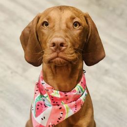 Vizslas from Diamond Vizslas