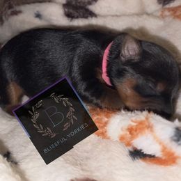 Yorkshire Terrier Puppies from Blissful_Yorkies