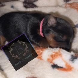 Yorkshire Terrier Puppies from Blissful_Yorkies