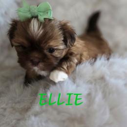 Ellie - Red and white female Shih Tzu puppy in Molino, Florida from First Passion Shih Tzus