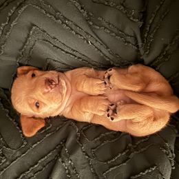 Girl 1 - Wheaten female Dachshund puppy in Gastonia, North Carolina from Lanier’s Little Weenies