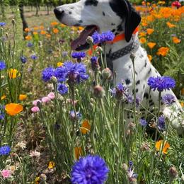 Dalmatian All Grown Up from Gateway Farm Dalmatians