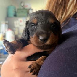 Black tan boy - Black and tan male Dachshund puppy in Lady Lake, Florida from Shotzie Doxie Co.