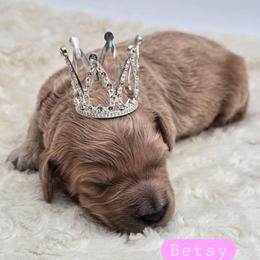 Betsy - Apricot female Goldendoodle puppy in Neillsville, Wisconsin from Granton Creek