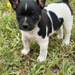 Girl 4 - Black tan and white female Rat Terrier puppy in Bee Branch, Arkansas from Rust Creek Rat Terrier’s