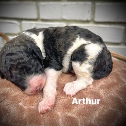 Arthur - Parti male Poodle puppy in Athens, Georgia from Alexander’s Standard Poodles