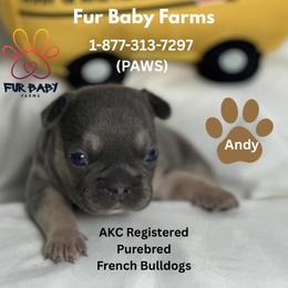 Boy 4 - Tricolors male French Bulldog puppy in Michigan from Fur Baby Farms