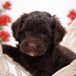 Red - Brown and white male Aussiedoodle puppy in Byron, Georgia from Southern Olive Doodles 🫒