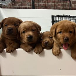 Labrador Retriever puppies from Copper Clover Labradors