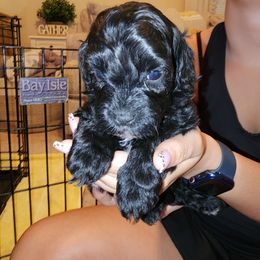 Sebastian - Black and white male Shihpoo puppy in Hertford, North Carolina from Heaven Sent Shihpoo's