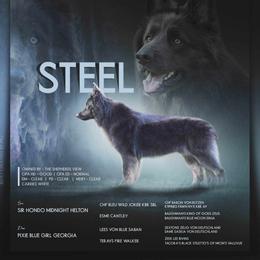Steel - German Shepherd