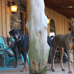 Doberman Pinscher All Grown Up from Angela Rogers