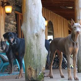 Doberman Pinscher All Grown Up from Angela Rogers