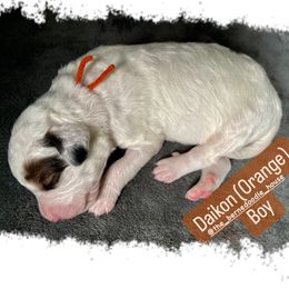 Bernedoodle Puppies from The Bernedoodle House