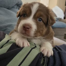 Red Tri Male - Australian Shepherd puppy from Ellison Family Homestead