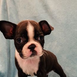 Boston Terrier Puppies from Helton’s Boston Terriers