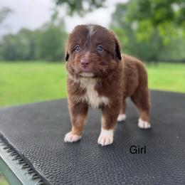 Sunny - Red tri-color female Australian Shepherd puppy in Big Sandy, Texas from Rocking S Ranch