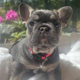 Hermione - Tricolors female French Bulldog puppy in Salisbury, Maryland from 77 Frenchies Maryland