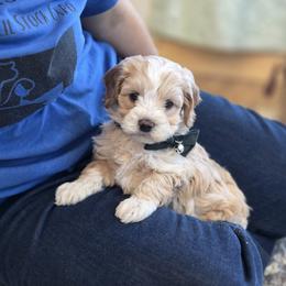 Cavapoo and Dachshund Puppies from Barnyard Dachshunds, Dals & Doodles