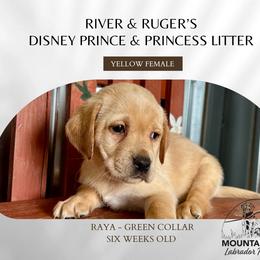 Raya - Yellow female Labrador Retriever puppy in Grand Gorge, New York from Mountain View Labrador Retrievers