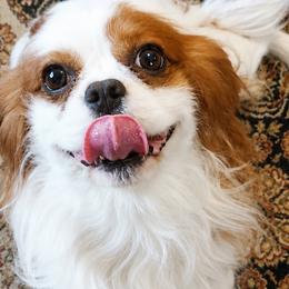 Cavalier King Charles Spaniels and Cavapoos from The Wright Snuggle
