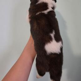 George - Mahogany and white male Saint Bernard puppy in Brandon, South Dakota from Split Rock Saints
