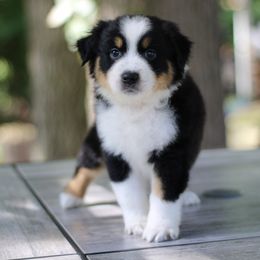 Bashful - Australian Shepherd puppy in Coldwater, Michigan from Northern Star Australian Shepherds