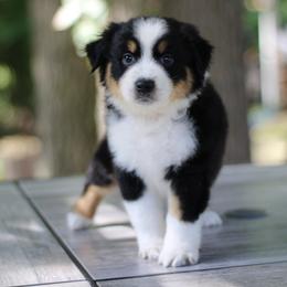 Bashful - Australian Shepherd puppy in Coldwater, Michigan from Northern Star Australian Shepherds