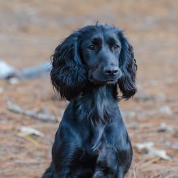 English Cocker Spaniel and Pointer All Grown Up from Foxrun Gundogs