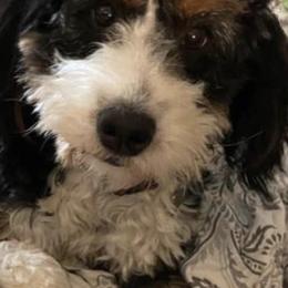 Stormy - Bernedoodle