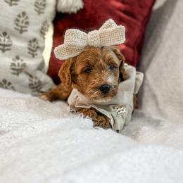 Pink collar girl - Red  female Goldendoodle puppy in Spokane, Washington from Dream Doodles in Spokane WA