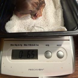 Tres - Cream female Dachshund puppy in Irving, Texas from DFW Dachshunds by G & S