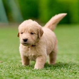 Karla Rose ( light Pink collar ) - Golden female Golden Retriever puppy in Oregon from A Goldens First Love