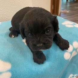 Beau - Black and white male Cockapoo puppy in Brookings, South Dakota from Hofer Pups