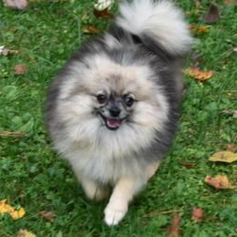 Rocky - Pomeranian