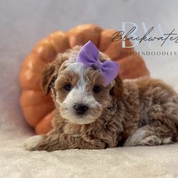 Goldie - Red  female Goldendoodle puppy in Amarillo, Texas from Blackwater Doodles